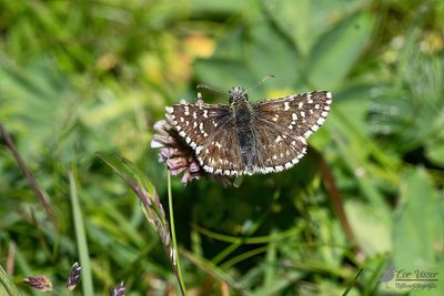 Zuidelijke aardbeivlinder. / Pyrgus malvoides