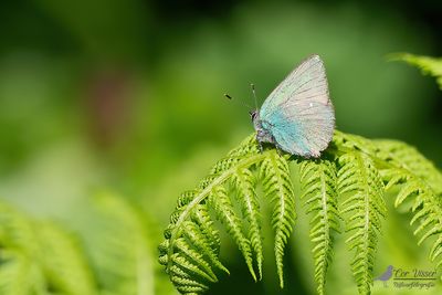 Groentje - Callophrys rubi