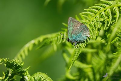 Groentje - Callophrys rubi