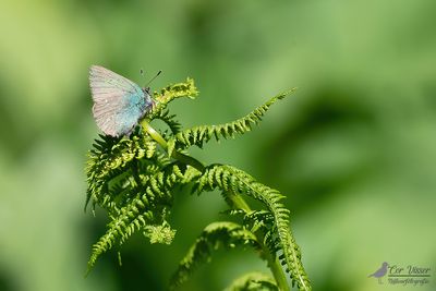 Groentje / Callophrys rubi