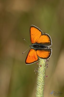 Rode vuurvlinder ssp. eurydame / Lycaena hippothoe