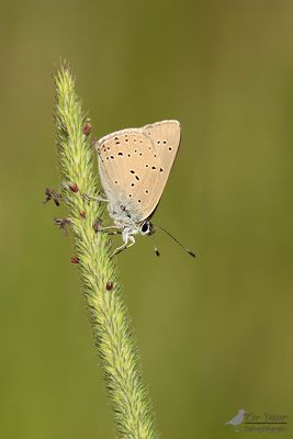 Rode vuurvlinder ssp. eurydame / Lycaena hippothoe