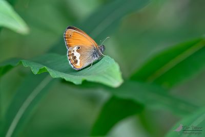 Tweekleurig Hooibeestje / Coenonympha arcania