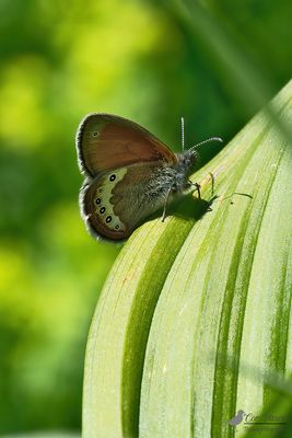 Alpenhooibeestje / Coenonympha gardetta