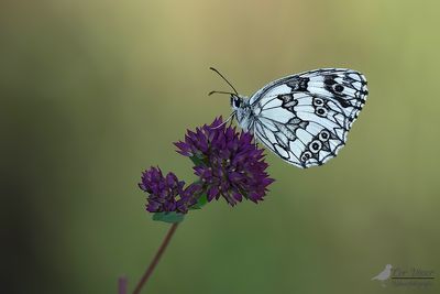 Dambordje / Melanargia galathea