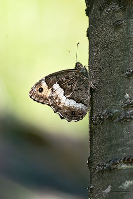 Grote boswachter / Hipparchia fagi