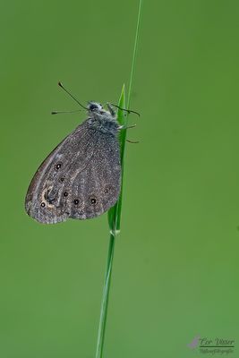 Rotsvlinder / Lasiommata maera