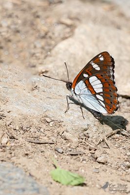 Blauwe ijsvogelvlinder / Limenitis reducta
