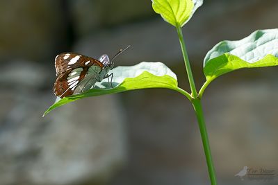 Blauwe ijsvogelvlinder / Limenitis reducta