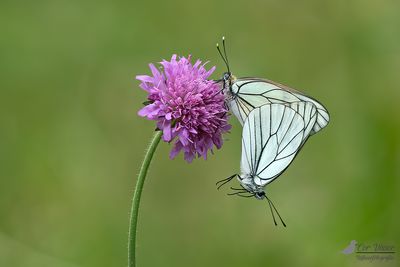 Groot geaderd witje / Aporia crataegi