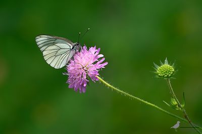 Groot geaderd witje / Aporia crataegi