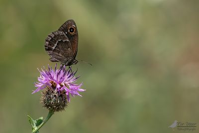 Grote saterzandoog / Satyrus ferula