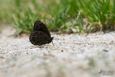 Grote saterzandoog / Satyrus ferula