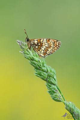 Bosparelmoervlinder / Melitaea athalia