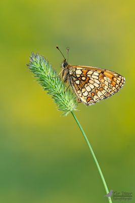 Bosparelmoervlinder / Melitaea athalia