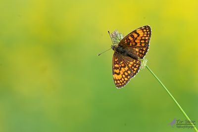 Bosparelmoervlinder / Melitaea athalia