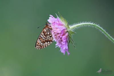 Bosparelmoervlinder / Melitaea athalia