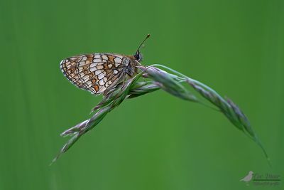Bosparelmoervlinder / Melitaea athalia