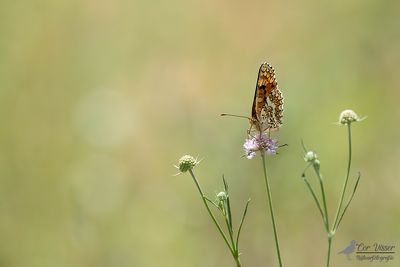 Knoopkruidparelmoervlinder / Melitaea phoebe