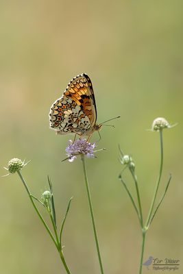 Knoopkruidparelmoervlinder / Melitaea phoebe