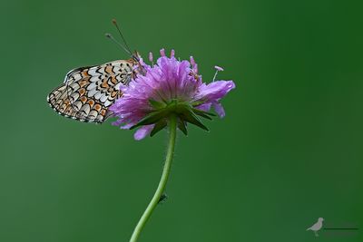 Knoopkruidparelmoervlinder / Melitaea phoebe