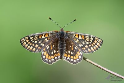 Moerasparelmoervlinder / Euphydryas aurinia