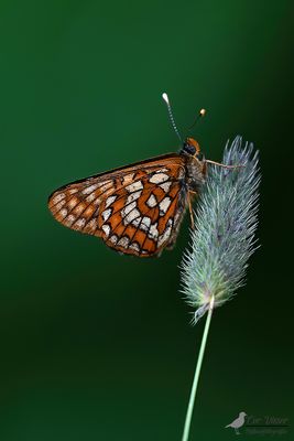 Oranjebonte parelmoervlinder / Euphydryas intermedia