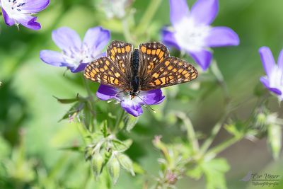 Oranjebonte parelmoervlinder / Euphydryas intermedia
