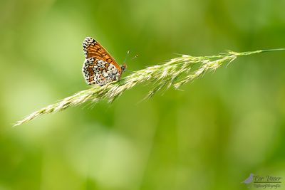 Veldparelmoervlinder / Melitaea cinxia