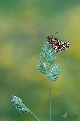 Woudparelmoervlinder / Melitaea diamina