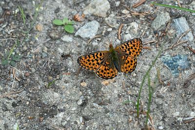Zilvervlek / Boloria euphrosyne