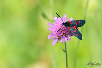 Sint-jansvlinder / Zygaena filipendulae