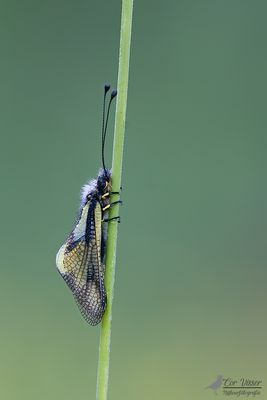 Vlinderhaft / Libelloides coccajus