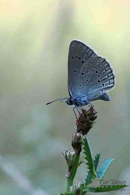 Pimpernelblauwtje / Phengaris teleius