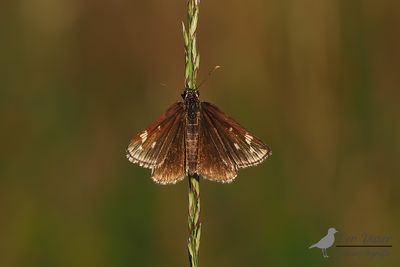 Spiegeldikkopje / Heteropterus morpheus