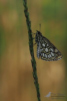 Spiegeldikkopje / Heteropterus morpheus