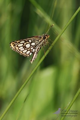 Spiegeldikkopje / Heteropterus morpheus