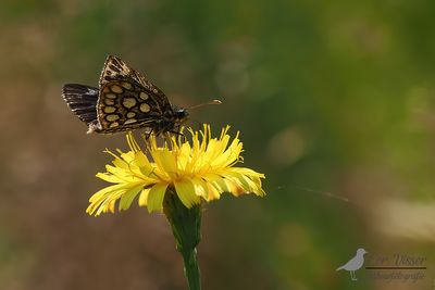 Spiegeldikkopje / Heteropterus morpheus