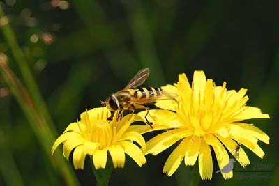 Bessenbandzweefvlieg / Syrphus ribesii