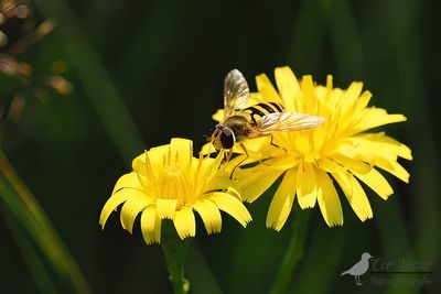Bessenbandzweefvlieg / Syrphus ribesii