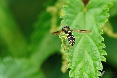 Gewone citroenzweefvlieg / Xanthogramma pedissequum