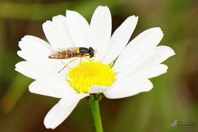 Donkere langlijf / Sphaerophoria philanthus