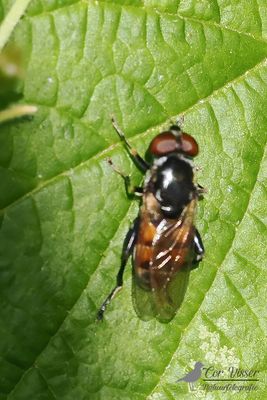 Moeraszweefvlieg / Tropidia scita