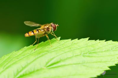 Snorzweefvlieg / Episyrphus balteatus