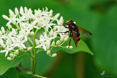 Stadsreus / Volucella zonaria