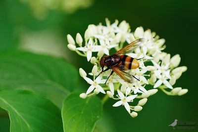Stadsreus / Volucella zonaria