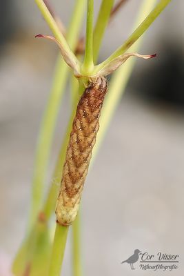 Gevorkte silene-uil / Sideridis rivularis