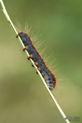 Grijsbandspinner / Trichiura crataegi