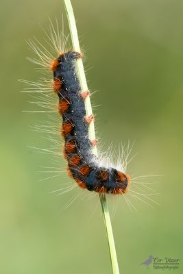 Grijsbandspinner / Trichiura crataegi