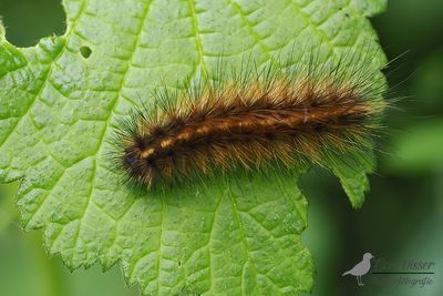Kleine beer / Phragmatobia fuliginosa